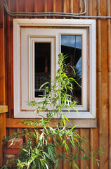 cannabis bush growing in front of window of village house in vegetable garden