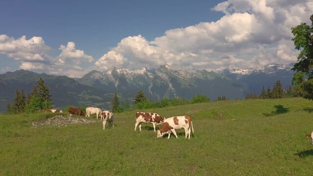 A drone shot pushing above a herd of cows on the Plateau d'Assy, French Alps, with the Criou mountain in the background.