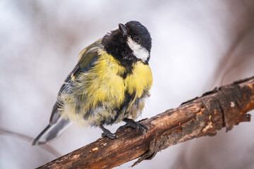 Obraz na płótnie Canvas Tit with a damaged paw. Cute bird Great tit, songbird sitting on a branch without leaves in the autumn or winter.