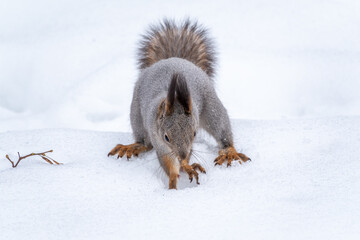 Squirrel hides nuts in the white snow