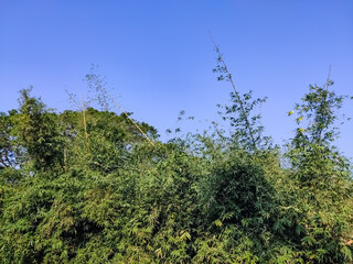 Morning sunlight lighted the large asian bamboo forest in the Northern India.