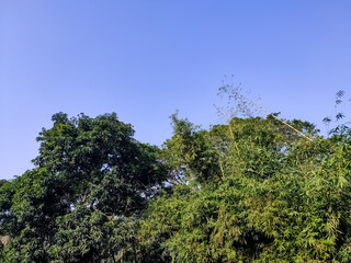 Morning sunlight lighted the large asian bamboo forest in the Northern India.