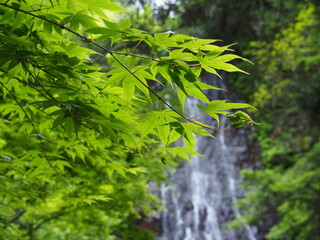 新緑と滝