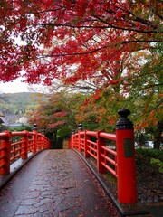 伊豆　かえで橋の紅葉