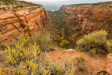 Fall Color In The Bottom of Red Canyon, Colorado National Monument, Colorado, USA