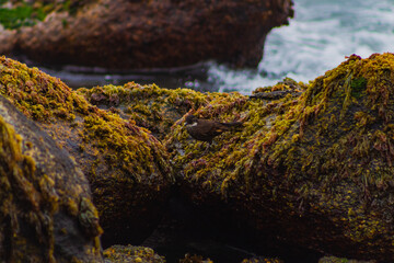 Golondrina de mar
