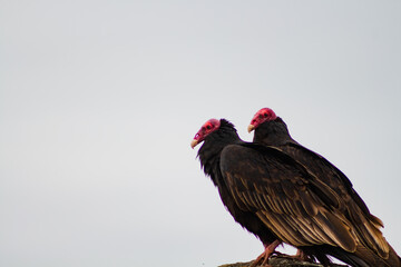 Jotes Cabeza Roja el quisco chile