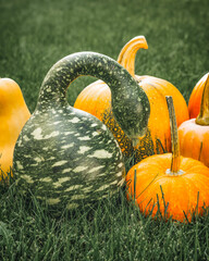 Speckled Swan pumpkin or Korba Gourd and yellow pumpkins close up in the garden, vertical banner - obrazy, fototapety, plakaty