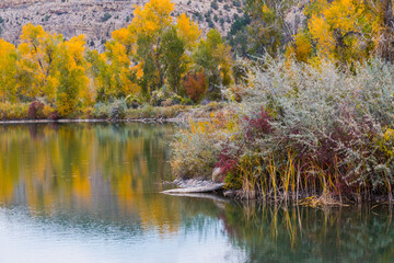 Fall Color Reflection in The Waters of Billy Creek, Billy Creek State Wildlife Area, Colorado, USA