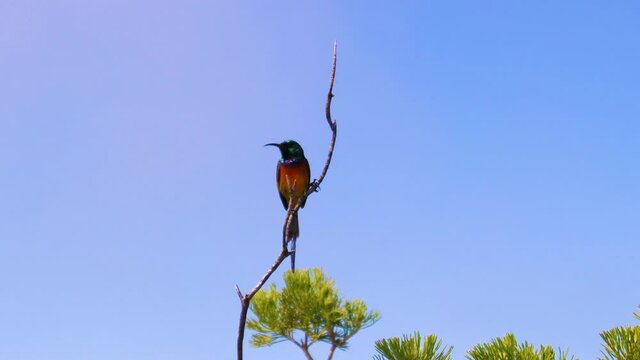 A sunbird on Table Mountain, Cape Town, South Africa. Perched on a twig, it suddenly flies off.
