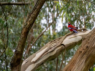 Crimson Rosella