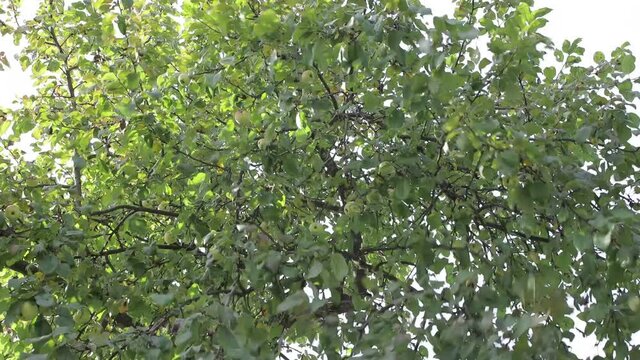 The apple tree is shaken and fruits fall from it. Harvesting in the garden. Autumn agricultural work. A tree with green leaves against a gray sky. Bottom view. Soft light.