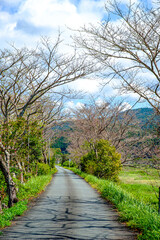 【散歩道イメージ】枯れ木のトンネル、並木道