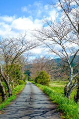 【散歩道イメージ】枯れ木のトンネル、並木道
