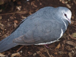 Marvellous Imposing Dazzling Wonga Pigeon with Impeccable Plumage.