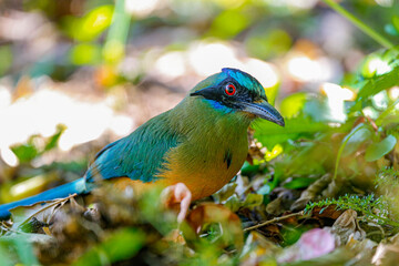 Close up of a Whooping motmot in grass and leaves on the ground, blurred background, Colombia
