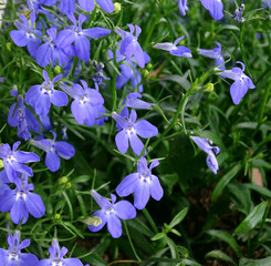Summer flowers in the garden. Small blue flowers of lobelia. 