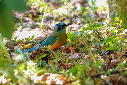 Close up of a Whooping motmot in grass and leaves on the ground, blurred background, Colombia