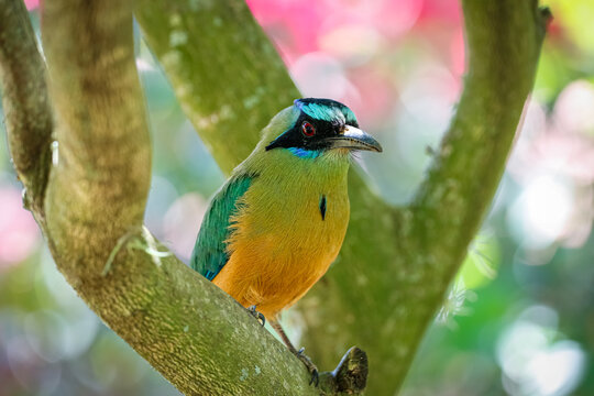 Close up of a Whooping motmot perched on a tree branch, Colombia

