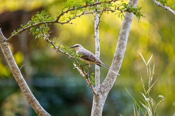 Golden-bellied flycatcher, Myiodynastes hemichrysus, perching on a branch against yellow blurred background, Barichara, Colombia