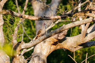 Chachalaca perching on a tree branch in sunlight, tree in background, Barichara, Colombia