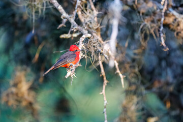 Vermillion flycatcher perching on a branch , sideview, against blurred background, Colombia
