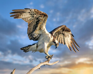 Osprey Landing