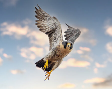 Peregrine Falcon Wings Up