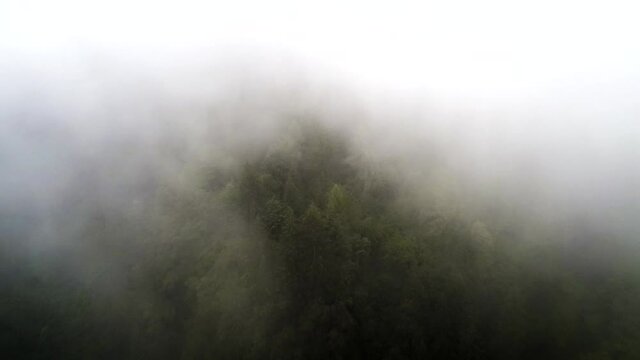 Hazy mountain aerial shot flying slowly above a pine forest on a cloduy and mist landscape. The fog sorrounds the drone with a mystical and horror atmosphere while fly above this natural view.