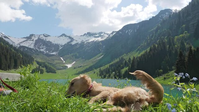 A cute playful golden retriever puppy is rubbing her back in the grass before being scared and startled by something on the right,  in front of a beautiful mountain lake in the French Alps 