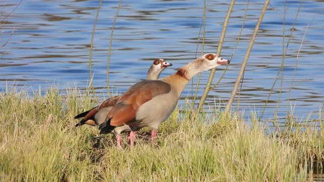 Nilgans