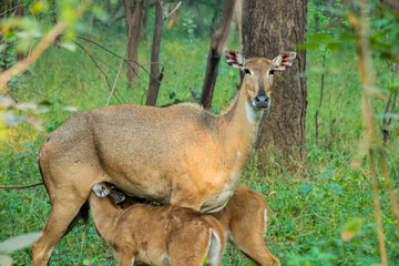 Indian blue bull, female, nursing her children