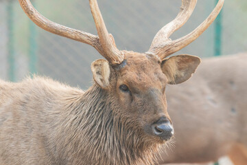 Pair of bucks fighting with antlers