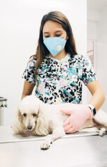 Young female veterinarian checking up the dog at the veterinarian clinic