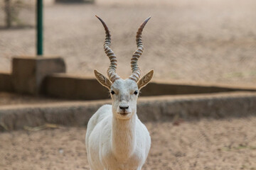 A views of white blackbuck