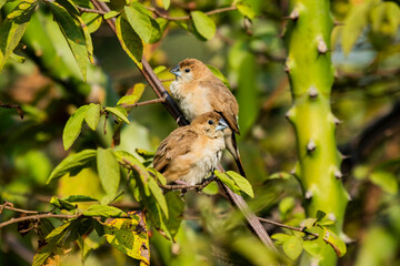Various views of Silver bill