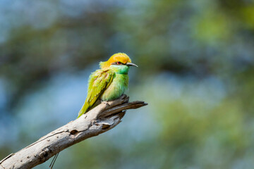 A green bee eater sitting on a branch
