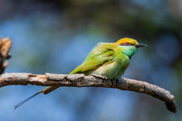 Various views of the green bee eater