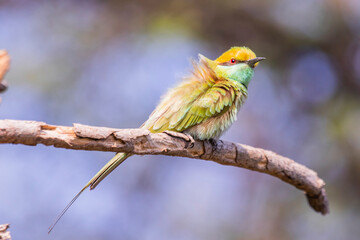 A green bee eater sitting on a branch
