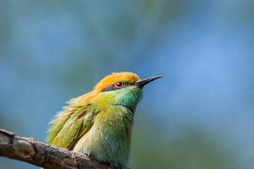 Various views of the green bee eater