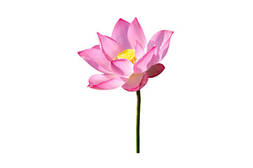 beautiful pink lotus flower isolated on white background