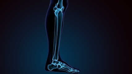 3d illustration of human skeleton system leg joints anatomy
