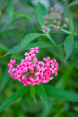 pink flowers in the garden
