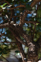 tree in the forest