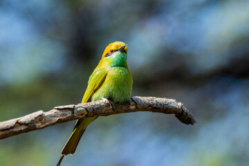 A green bee eater sitting on a branch