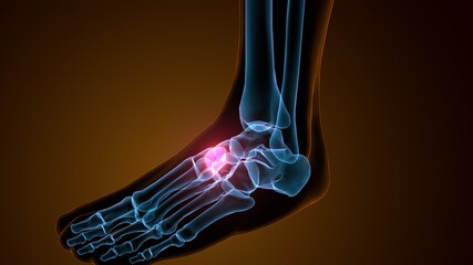 3d illustration of the skeleton foot medial cuneiform bone
