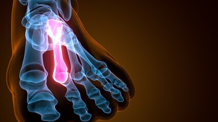 3d illustration of the skeleton metatarsal bone anatomy
