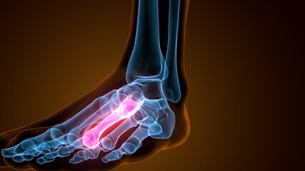 3d illustration of the skeleton metatarsal bone anatomy
