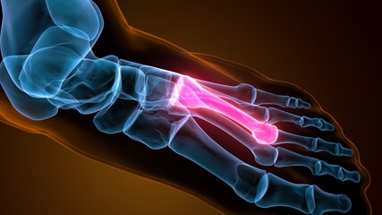 3d illustration of the skeleton metatarsal bone anatomy
