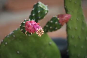 Opuntia cochenillifera is a species of cactus in the subfamily Opuntioideae.